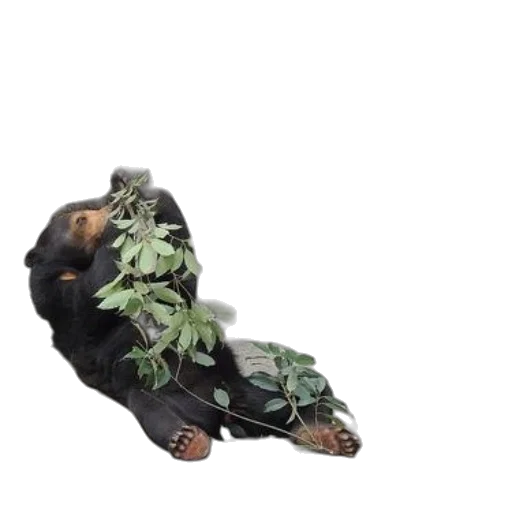 shoes, animal, dragon, creature transparent PNG cut-out