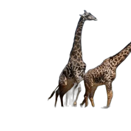 animal, creature, 3d render, concept art transparent PNG cut-out