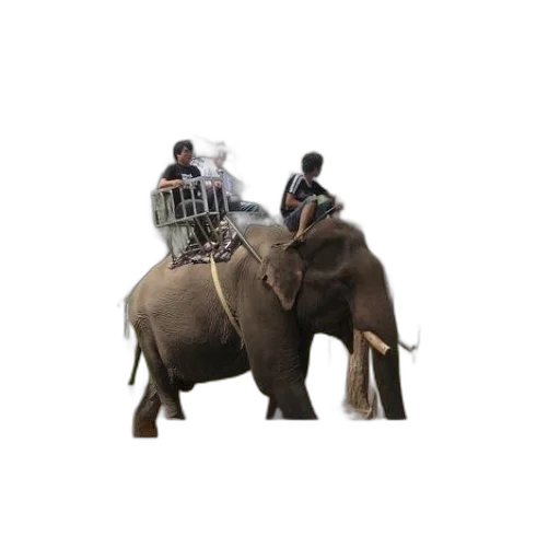 animal, car, umbrella, hat transparent PNG cut-out