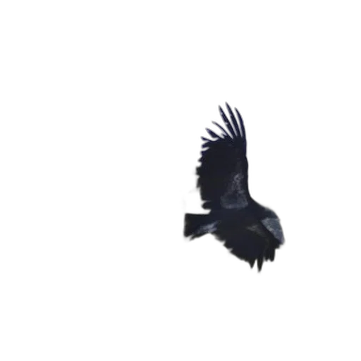 animal, creature, dragon, staff transparent PNG cut-out