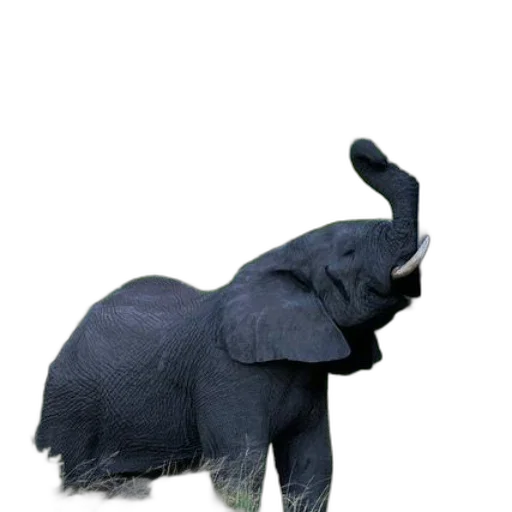 animal, creature, staff, hat transparent PNG cut-out