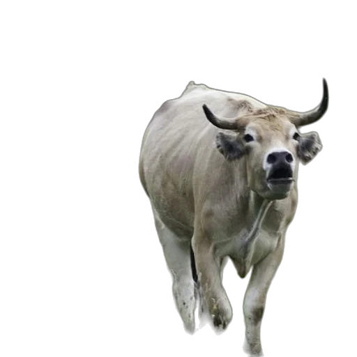 animal, creature, mask, jewelry transparent PNG cut-out
