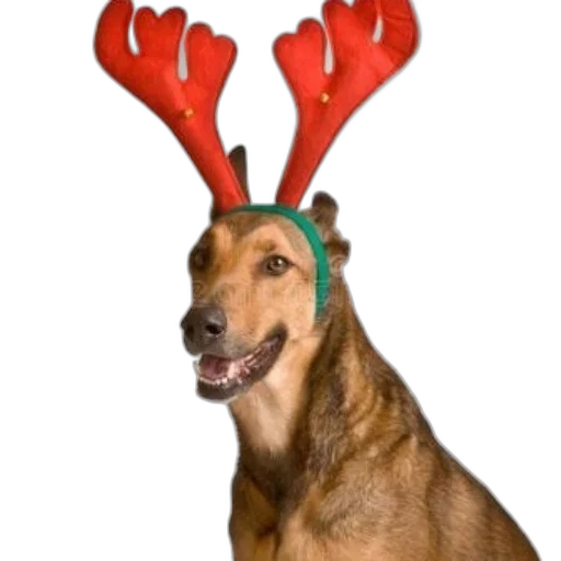 animal, hat, staff, creature transparent PNG cut-out