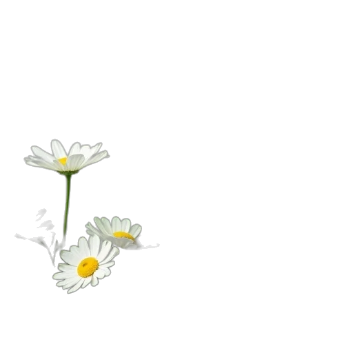 flower, crown, weapon, staff transparent PNG cut-out