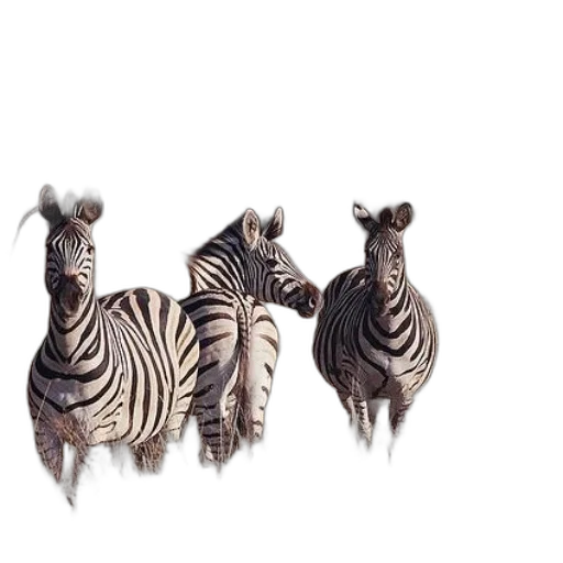animal, jewelry, creature, staff transparent PNG cut-out