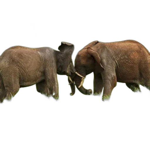 animal, concept art, 3d render, photorealistic transparent PNG cut-out