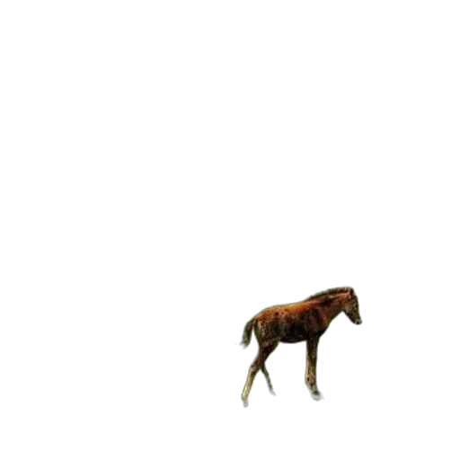 animal, creature, furniture, staff transparent PNG cut-out