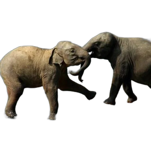 animal, concept art, 3d render, photorealistic transparent PNG cut-out