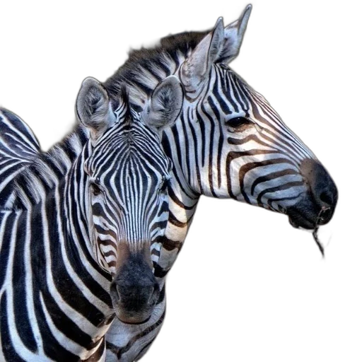 animal, creature, jewelry, photorealistic transparent PNG cut-out