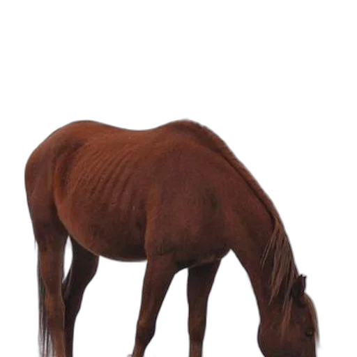 animal, hair, creature, hat transparent PNG cut-out