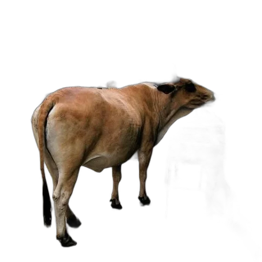 animal, creature, food, dress transparent PNG cut-out