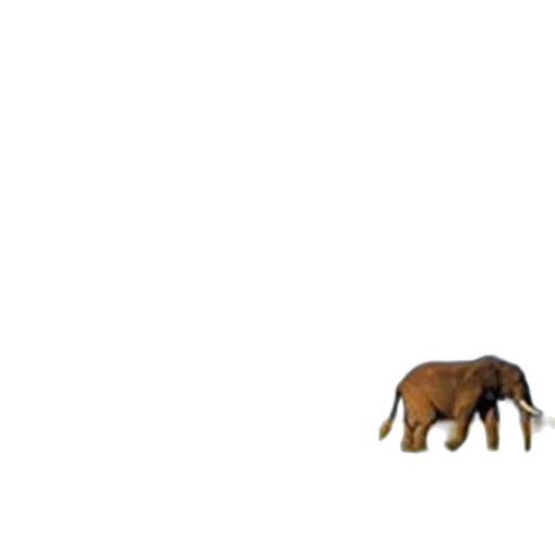 animal, creature, furniture, hat transparent PNG cut-out