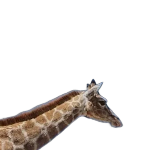 animal, creature, hat, staff transparent PNG cut-out