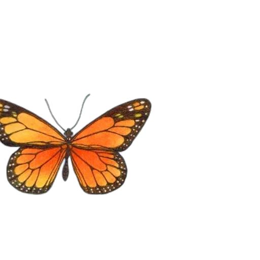 animal, flower, crown, creature transparent PNG cut-out