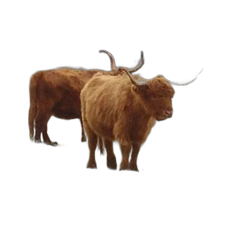 animal, creature, hair, furniture transparent PNG cut-out