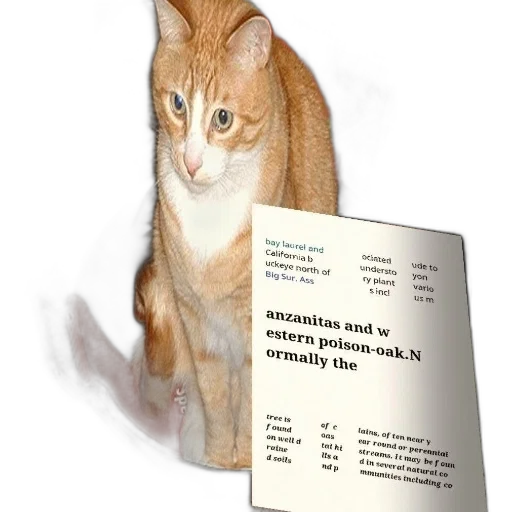 animal, staff, cat, sits transparent PNG cut-out