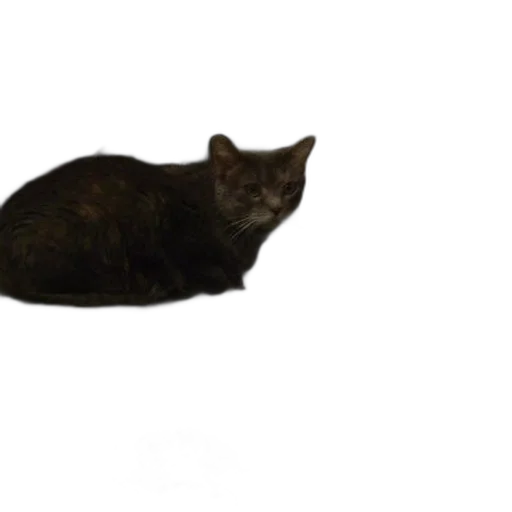 animal, creature, staff, crown transparent PNG cut-out
