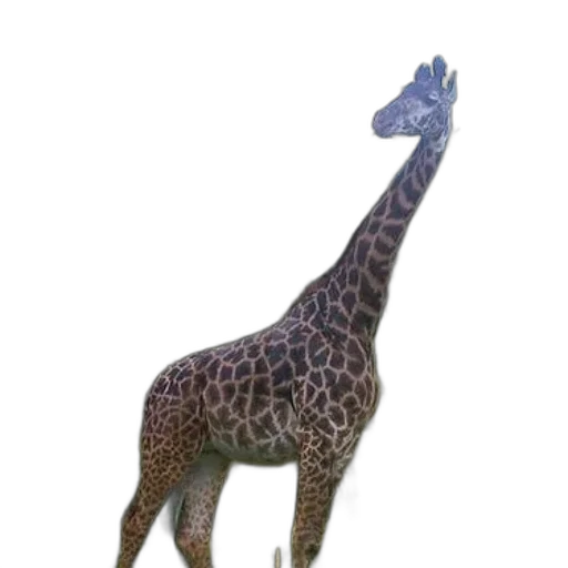 animal, creature, staff, hat transparent PNG cut-out