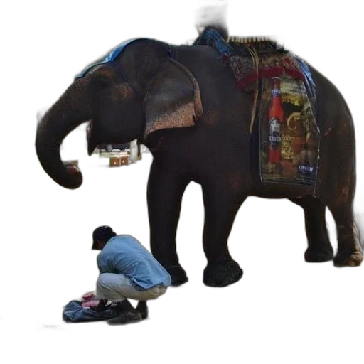 animal, creature, staff, jewelry transparent PNG cut-out