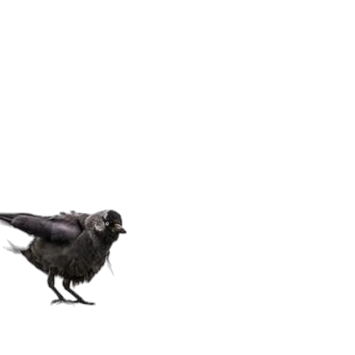 animal, creature, shoes, dragon transparent PNG cut-out