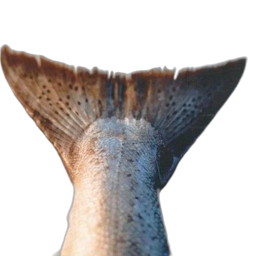 crown, staff, hat, sword transparent PNG cut-out