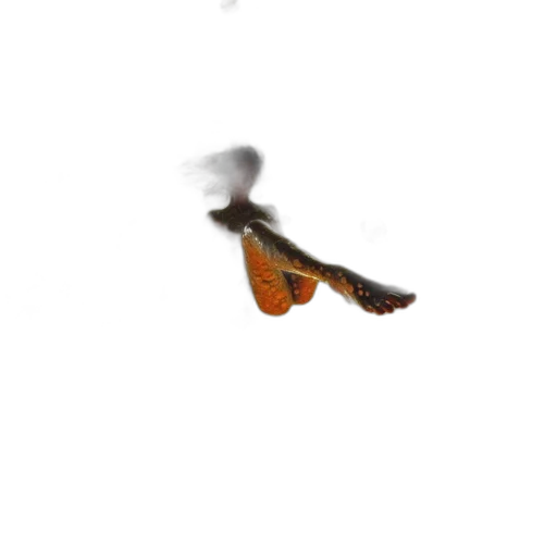 dragon, shoes, animal, staff transparent PNG cut-out
