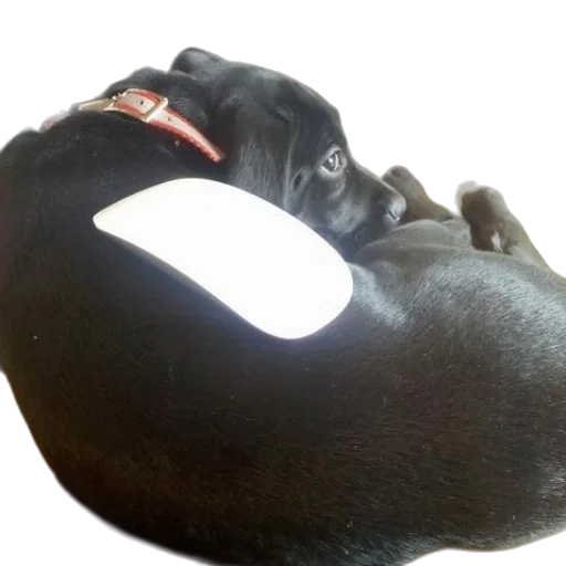 mask, hat, face, jewelry transparent PNG cut-out