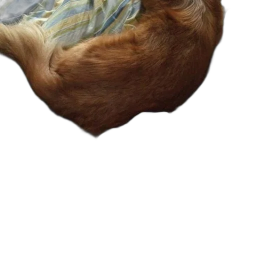 animal, hair, creature, hat transparent PNG cut-out