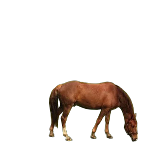animal, creature, hair, furniture transparent PNG cut-out