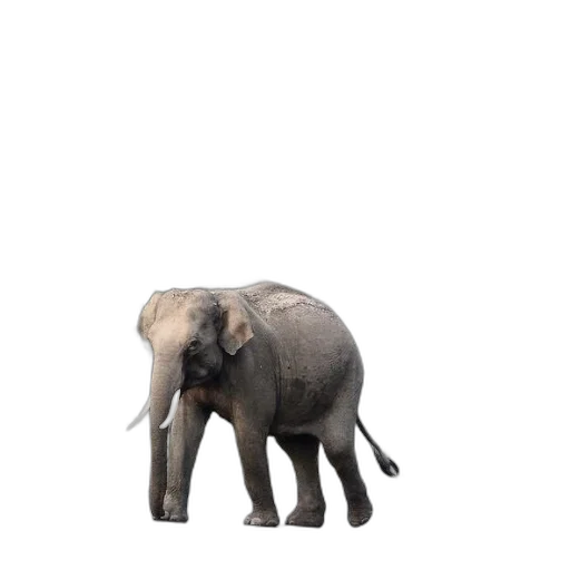 animal, creature, staff, weapon transparent PNG cut-out