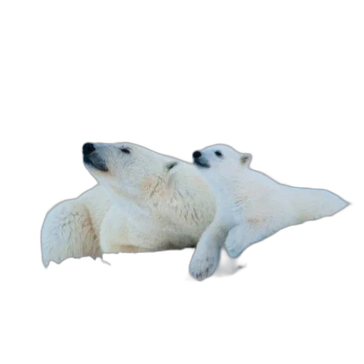 animal, creature, staff, 3d render transparent PNG cut-out