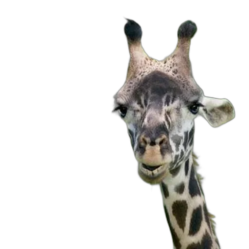 animal, creature, face, hat transparent PNG cut-out