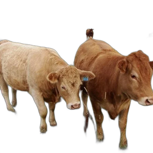 animal, food, photorealistic, 3d render transparent PNG cut-out