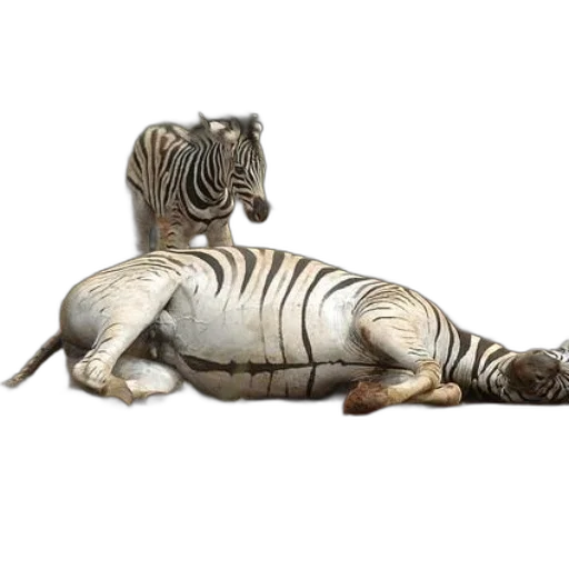 animal, creature, concept art, photorealistic transparent PNG cut-out