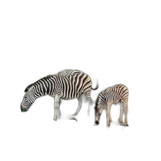 animal, creature, furniture, hat transparent PNG cut-out