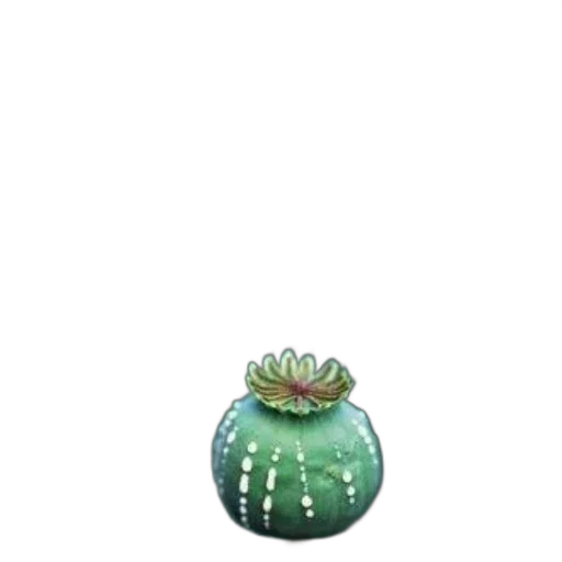 crown, flower, hat, jewelry transparent PNG cut-out
