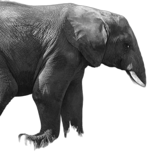 animal, creature, staff, photorealistic transparent PNG cut-out