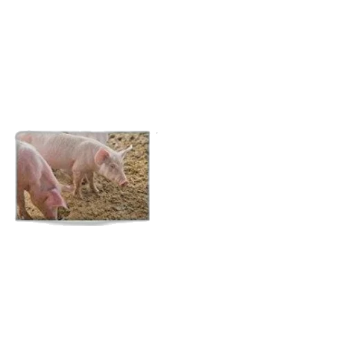 animal, food, creature, hair transparent PNG cut-out