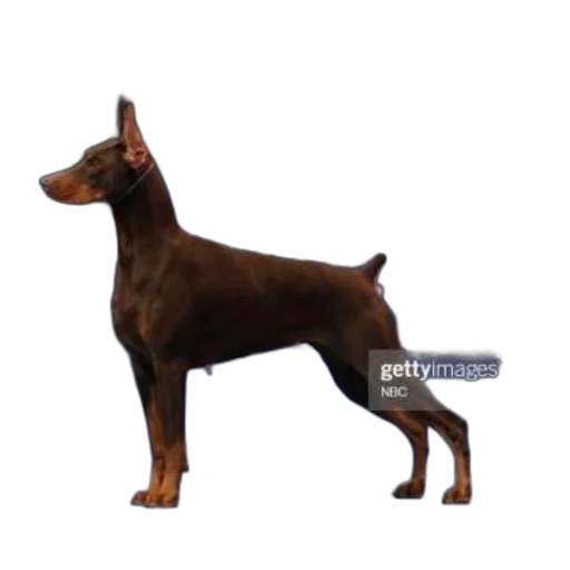 animal, staff, creature, weapon transparent PNG cut-out