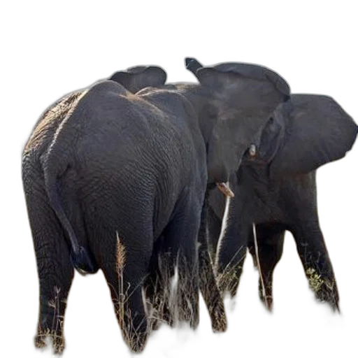 animal, staff, crown, photorealistic transparent PNG cut-out