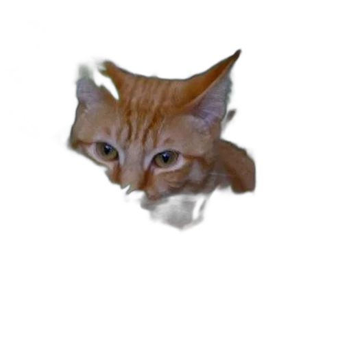 animal, creature, face, mask transparent PNG cut-out