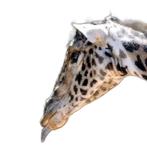 animal, mask, face, dragon transparent PNG cut-out