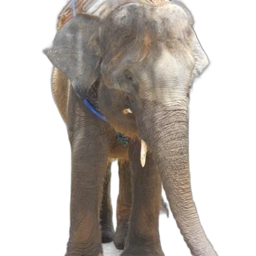 animal, staff, creature, umbrella transparent PNG cut-out