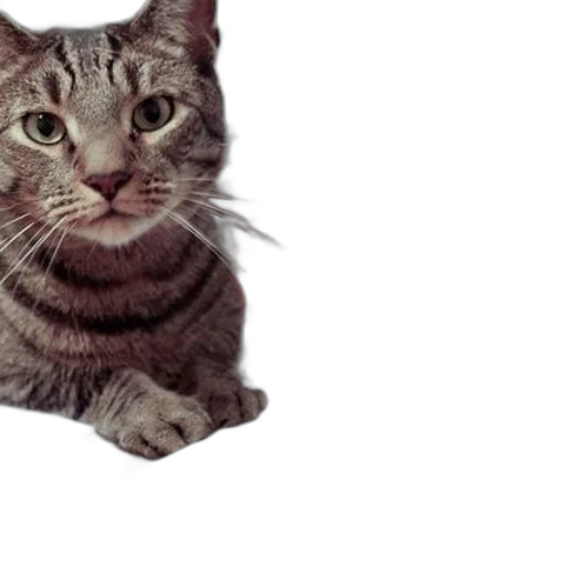 animal, staff, creature, face transparent PNG cut-out
