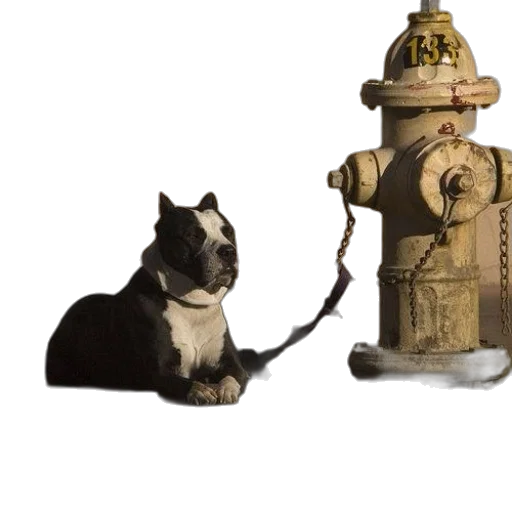 staff, robot, animal, weapon transparent PNG cut-out