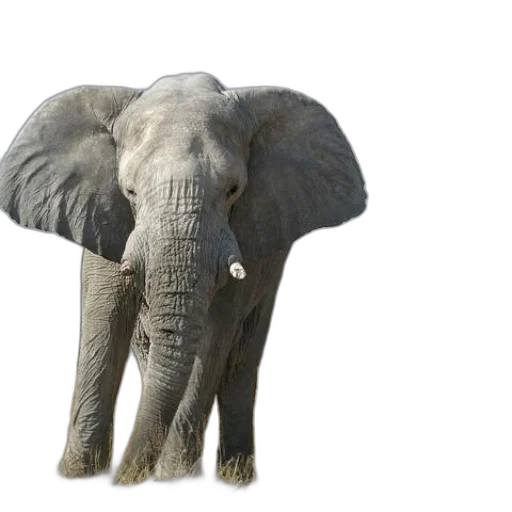 animal, creature, weapon, hat transparent PNG cut-out
