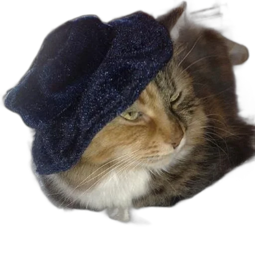 hat, animal, jacket, crown transparent PNG cut-out