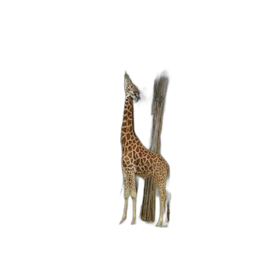animal, creature, staff, hat transparent PNG cut-out