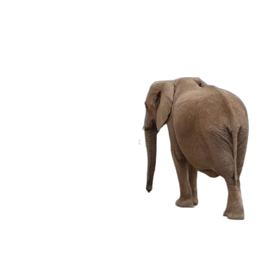 animal, creature, staff, hat transparent PNG cut-out
