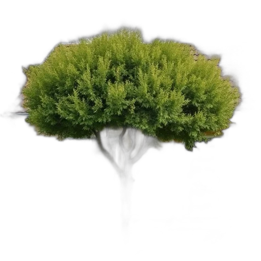 tree, crown, hair, hat transparent PNG cut-out
